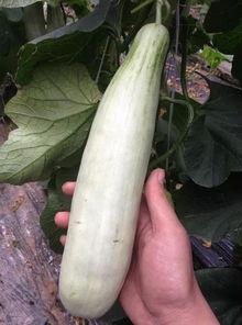 吃西湖瓜的网红是谁,探寻夏日消暑新宠 第1张 吃西湖瓜的网红是谁,探寻夏日消暑新宠 第1张