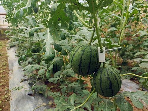 五一吃瓜网免费吃瓜,免费瓜果盛宴等你来尝! 第1张 五一吃瓜网免费吃瓜,免费瓜果盛宴等你来尝! 第1张