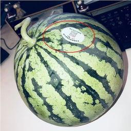 滨州吃瓜网红,带你领略美食与娱乐的双重魅力  第1张