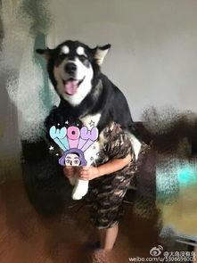 娱乐吃瓜酱爸爸的宠物,揭秘明星宠物的趣味生活 第3张 娱乐吃瓜酱爸爸的宠物,揭秘明星宠物的趣味生活 第3张