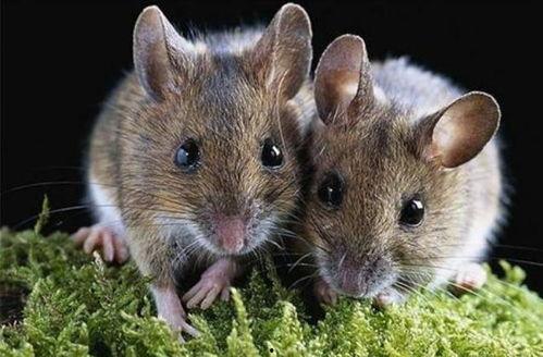 老鼠吃瓜最新事件爆料,揭秘瓜农与鼠患的奇妙对决  第3张